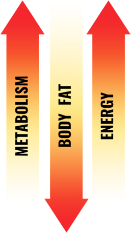 Metabolism, Body Fat, Energy